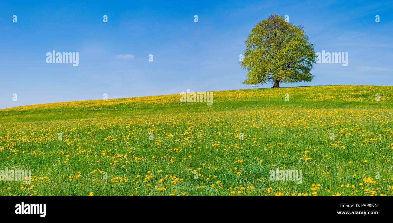 Deutschland, Bayern, Ostallgäu, Hopferau, Blick auf die blühenden Löwenzahn und single Copper Beech im Hintergrund Stockfoto