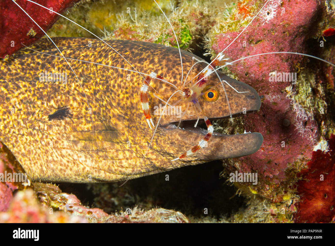 Eine yellowmargin Moray, Aal, Gymnothorax flavimarginatus, mit einem Gebändert Korallen Garnele Stenopus hispidus, deren Prüfung auf Parasiten, Hawaii. Stockfoto