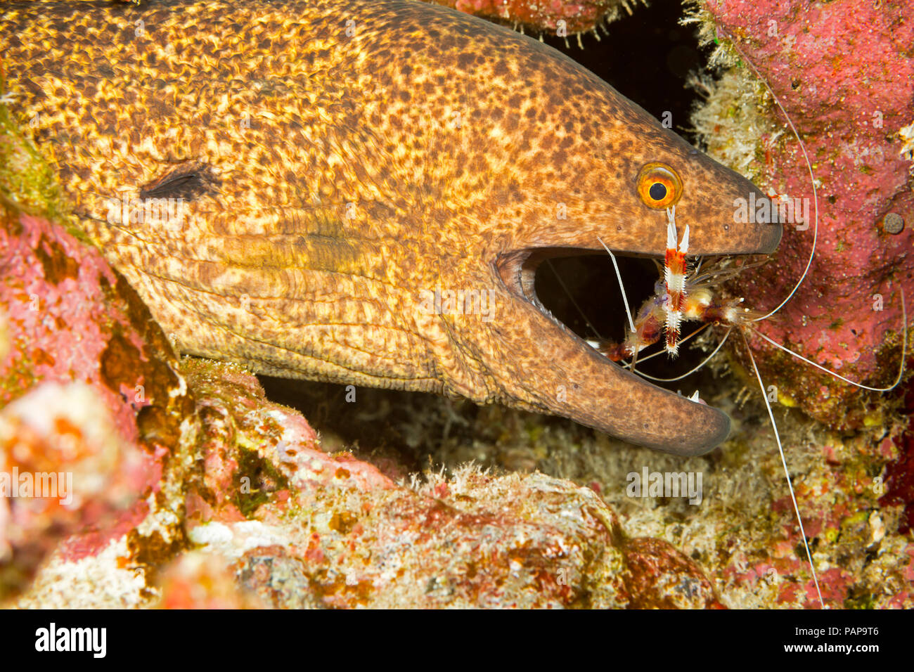 Eine yellowmargin Moray, Aal, Gymnothorax flavimarginatus, mit einem Gebändert Korallen Garnele Stenopus hispidus, und prüfen Sie zwischen den Zähnen für Parasiten, Hawa Stockfoto