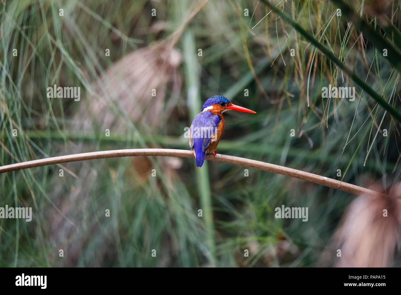 Uganda, Lake Victoria, Azure Kingfisher hocken auf Zweig Stockfoto