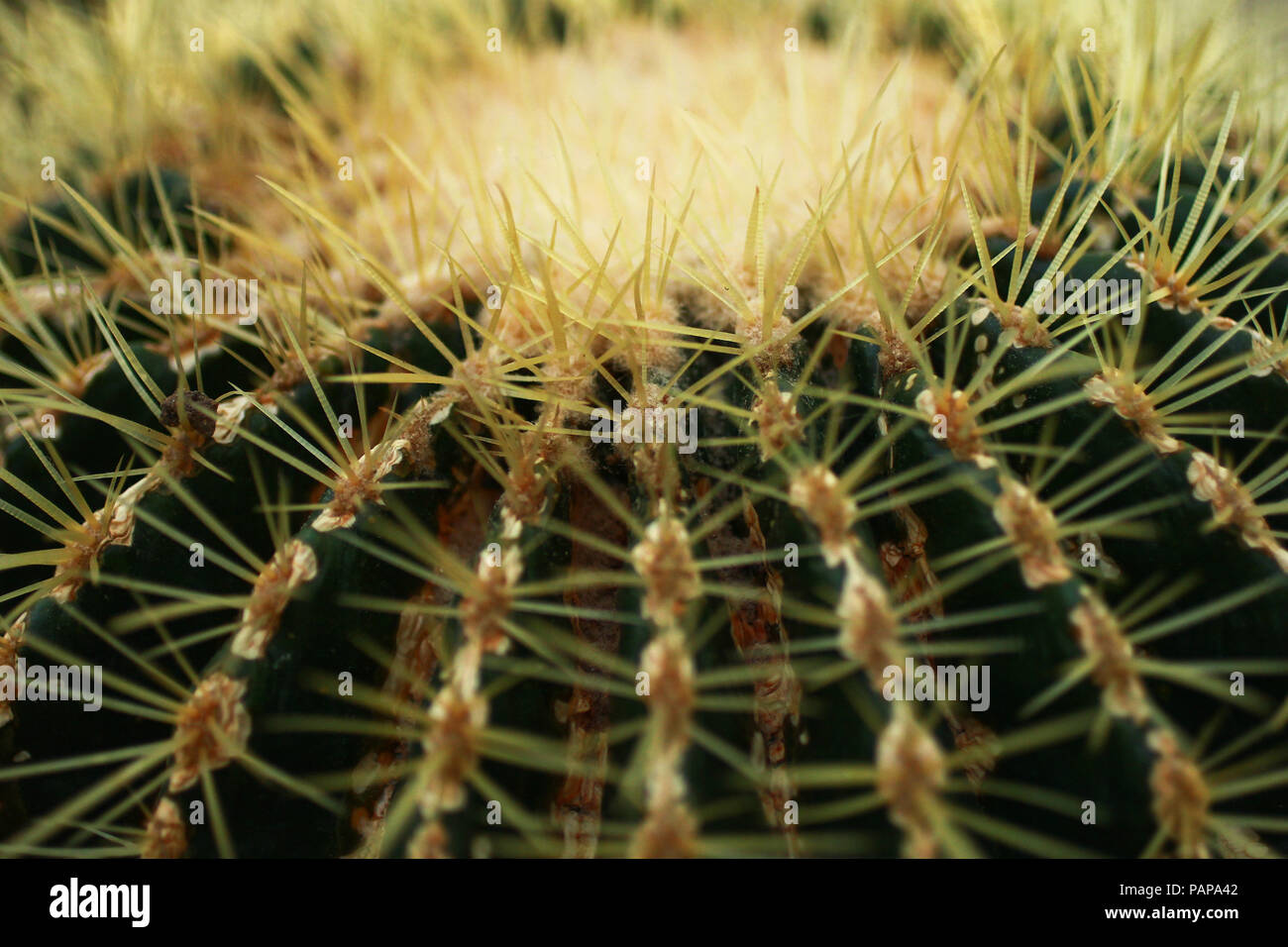 Eine Nahaufnahme von Kaktusdornen Stockfoto