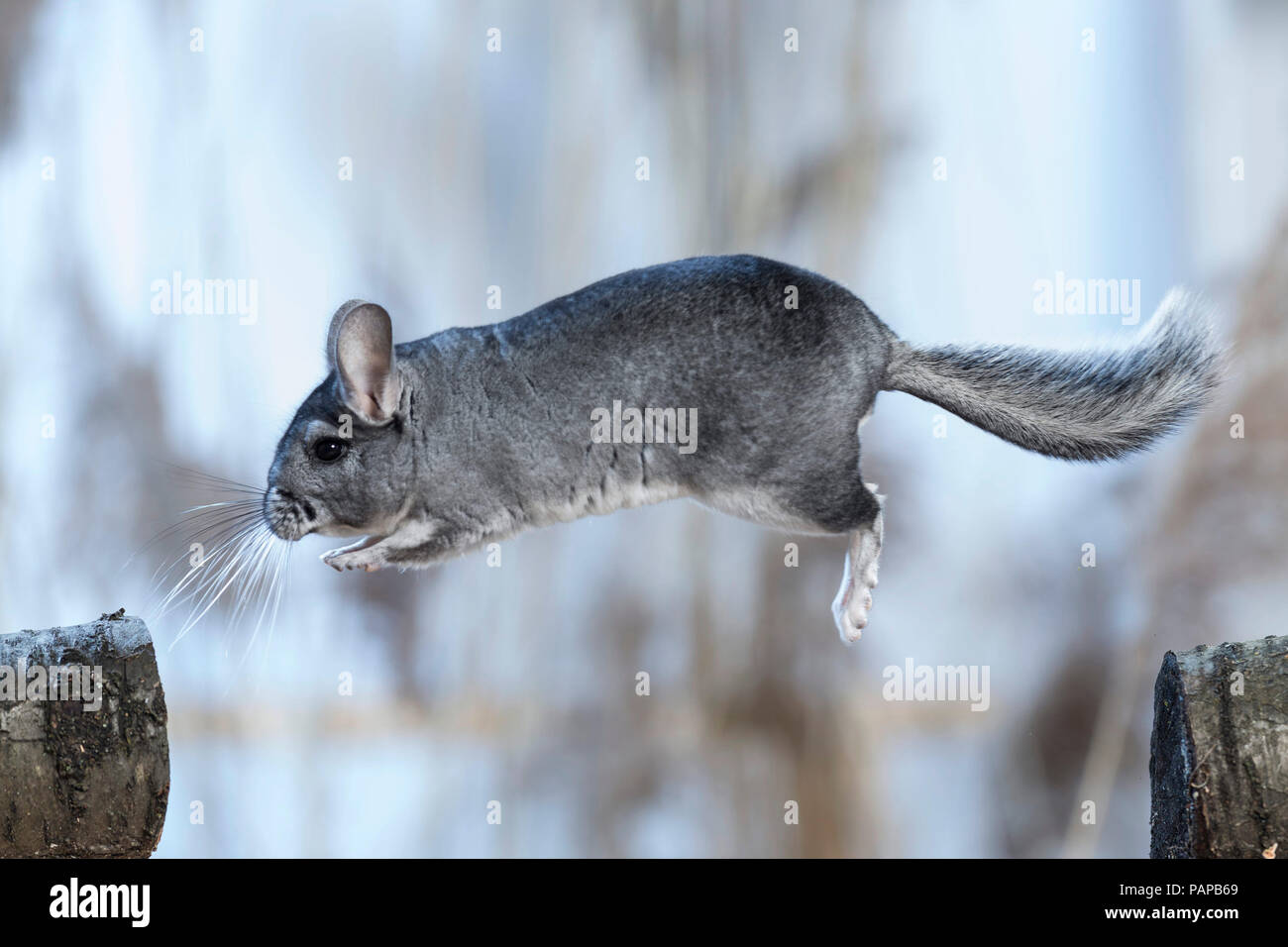 Chinchilla (Chinchilla Chinchilla). Erwachsene männliche springen von