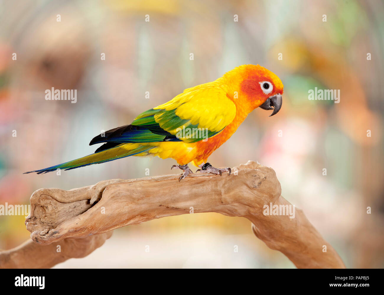 Sun Sittiche (Aratinga solstitialis). Nach stehend auf einem Zweig. Deutschland Stockfoto