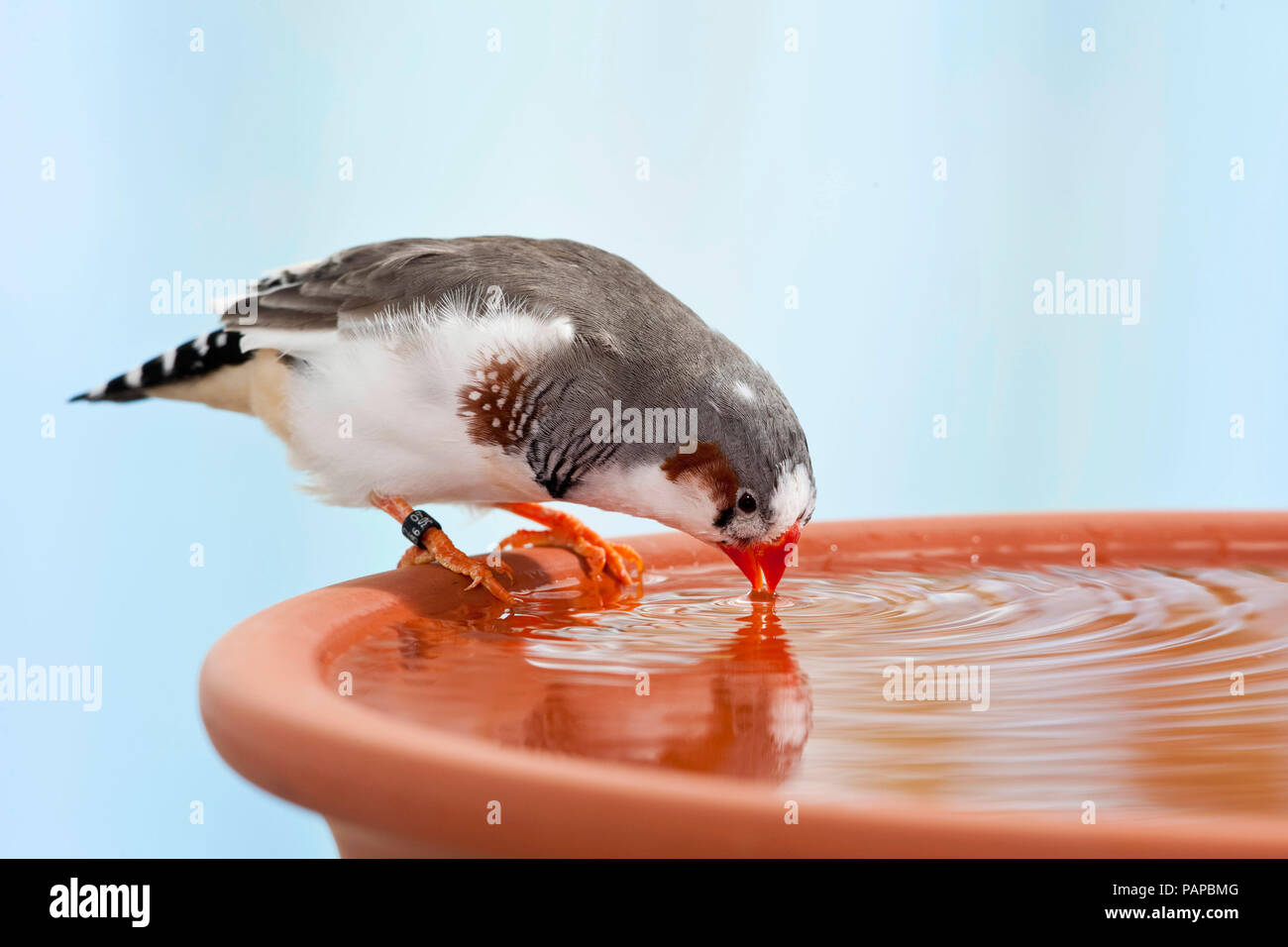 Zebra Finch (Taeniopygia Guttata). Nach Vogel baden in einer Schüssel. Deutschland Stockfoto