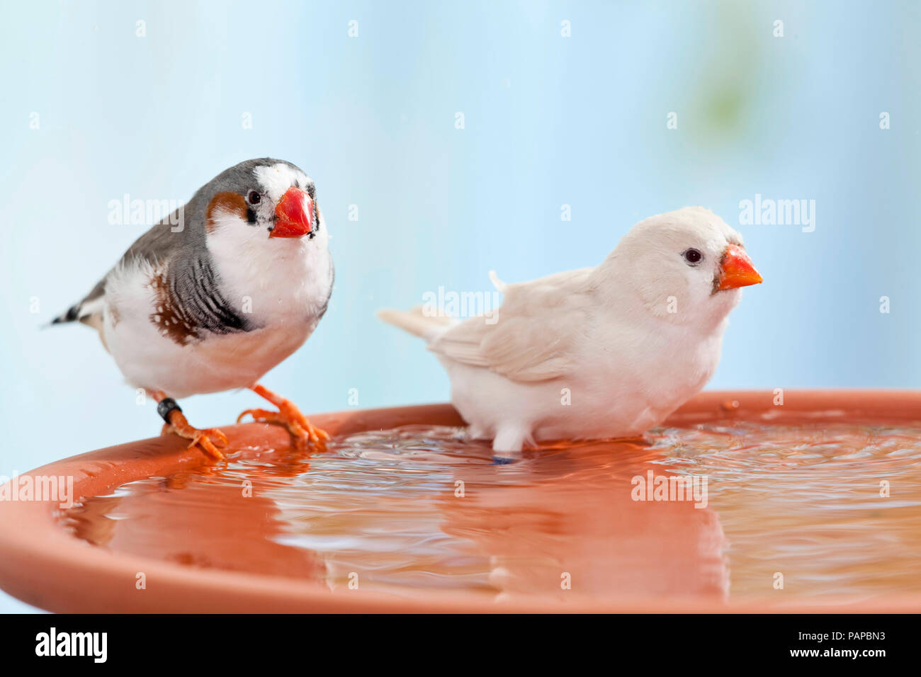 Zebra Finch (Taeniopygia Guttata). Zwei erwachsene Vögel baden in einer Schüssel. Deutschland Stockfoto