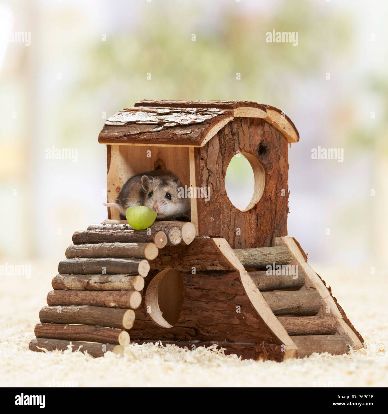Chinesische Hamster (Cricetulus griseus barabensis, Cricetulus griseus) auf einem Selbstgebauten Hamster Spielplatz. Deutschland Stockfoto
