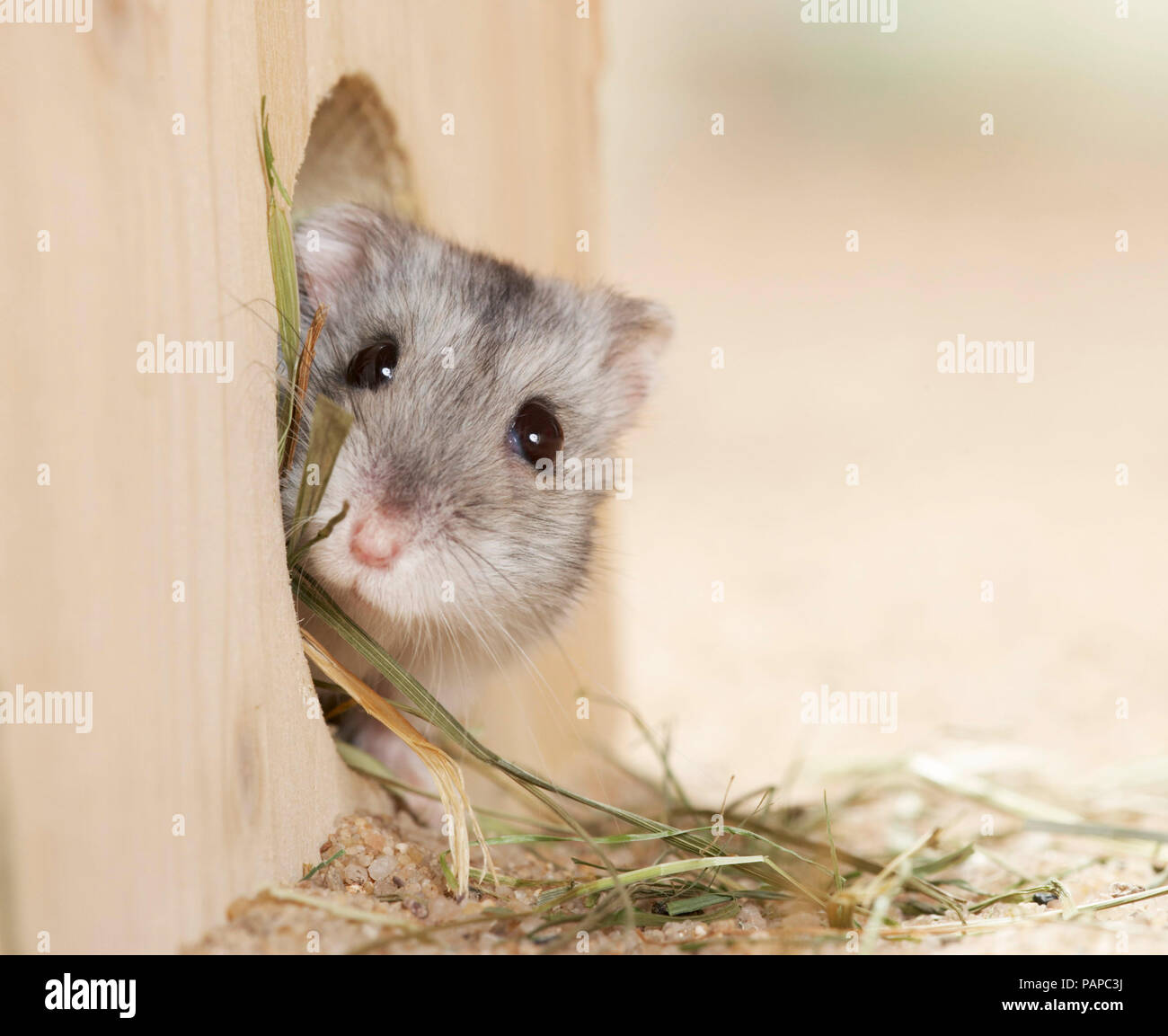 Dshungarischen Zwerghamster (Phodopus sungorus) Blick aus der Holz- Rückzug. Deutschland Stockfoto