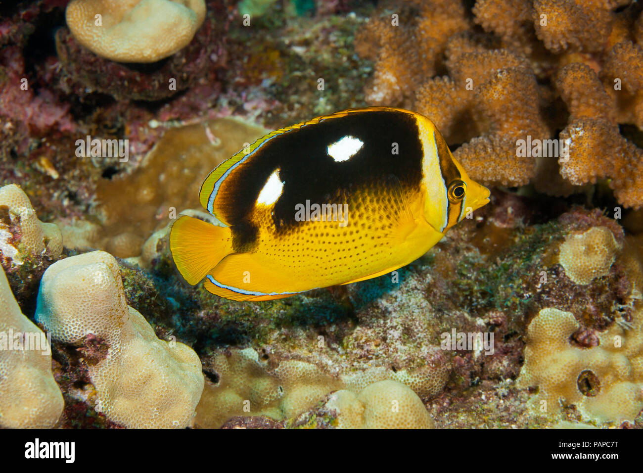 Die fourspot Falterfische, Chaetodon quadrimaculatus, hat zwei Punkte auf jeder Seite der Karosserie, Hawaii. Stockfoto