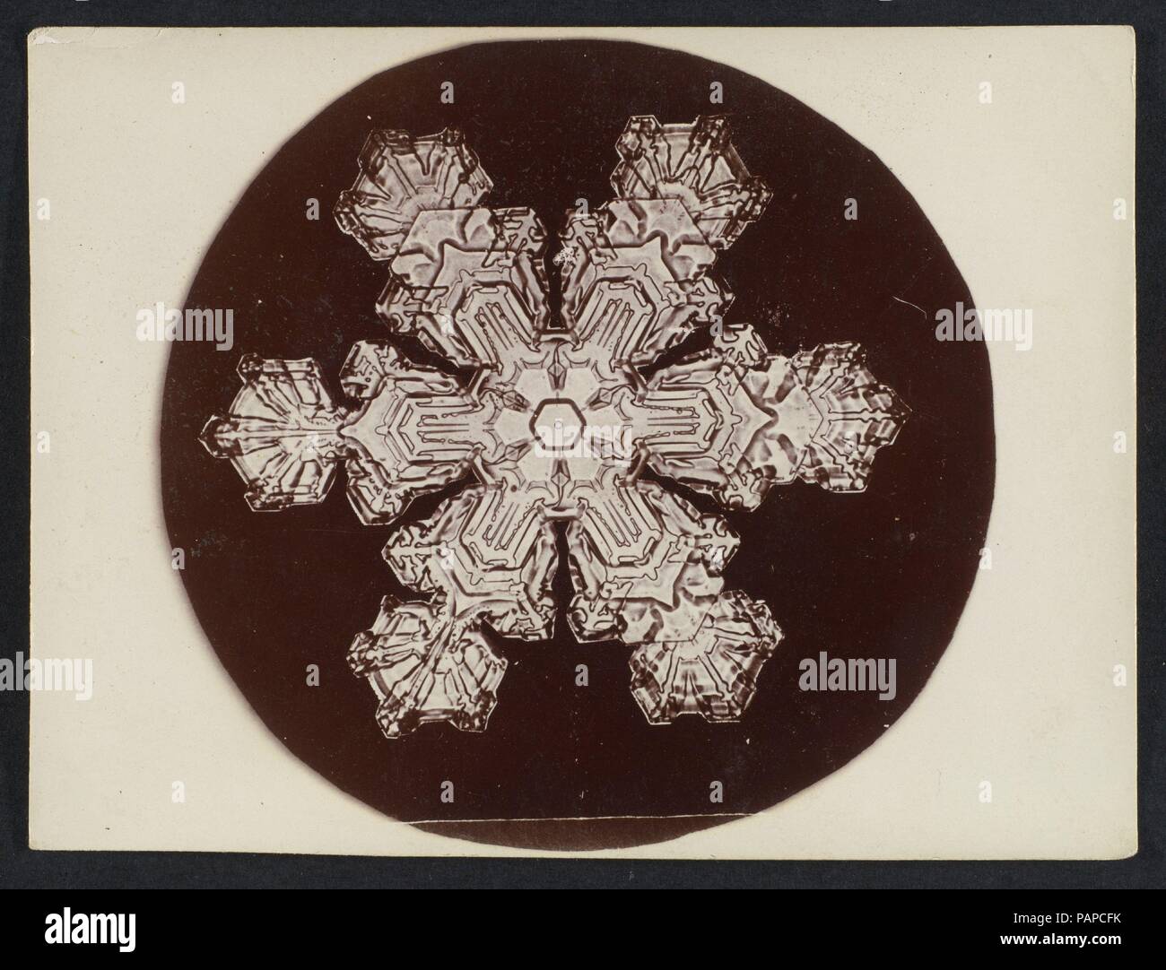 [Snow Crystal]. Artist: Wilson Alwyn Bentley (American, 1865-1931). Abmessungen: Bild: 2 15/16 in. × 3 in. (7,4 × 7,6 cm) Blatt: 3 1/16-in. X 4 in. (7,7 × 10,2 cm). Datum: 1890S-1920s. Museum: Metropolitan Museum of Art, New York, USA. Stockfoto