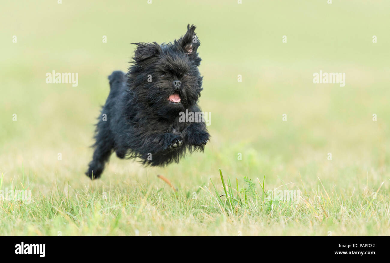 Monkey Terrier. Erwachsenen Hund auf einer Wiese. Deutschland Stockfoto