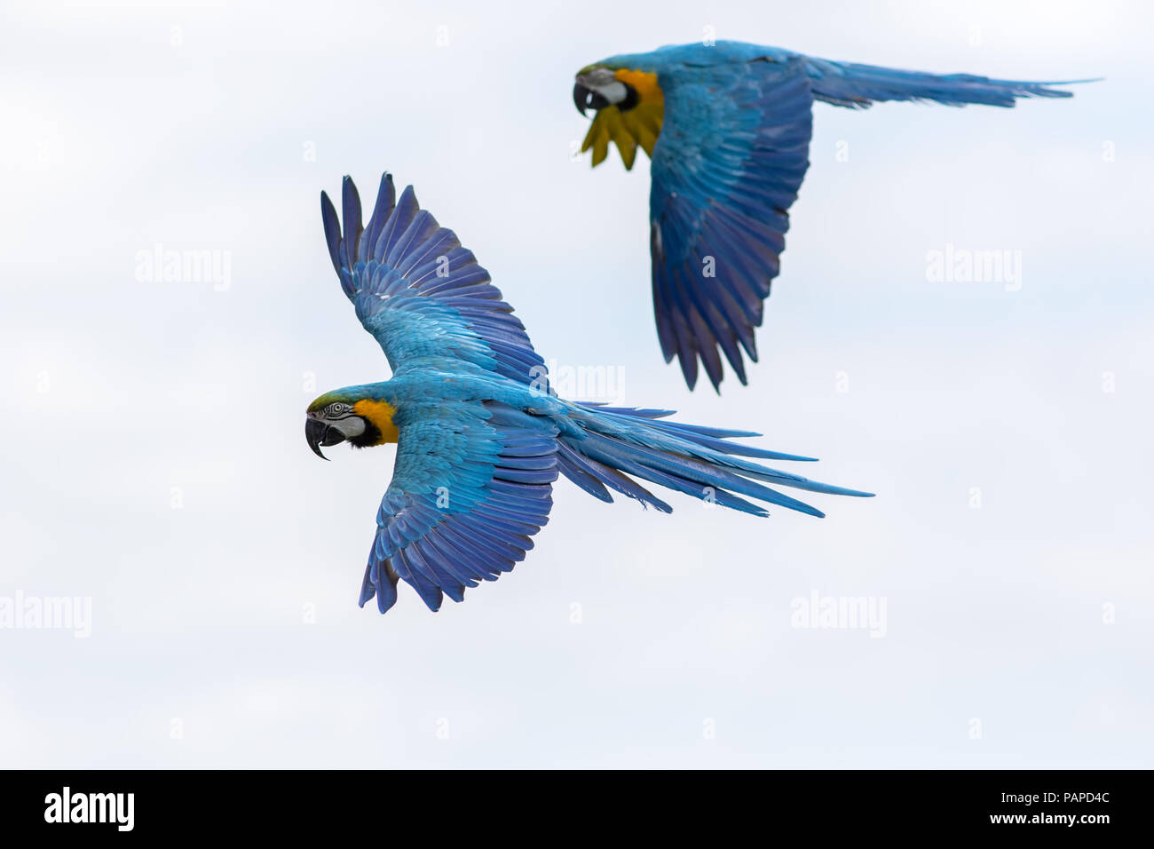 Tropische Vögel im Flug. Blau und Gelb Gold Macaw Papageien fliegen. Schöne südamerikanische Tierwelt und Natur Bild mit Aras natürlich isoliert Stockfoto