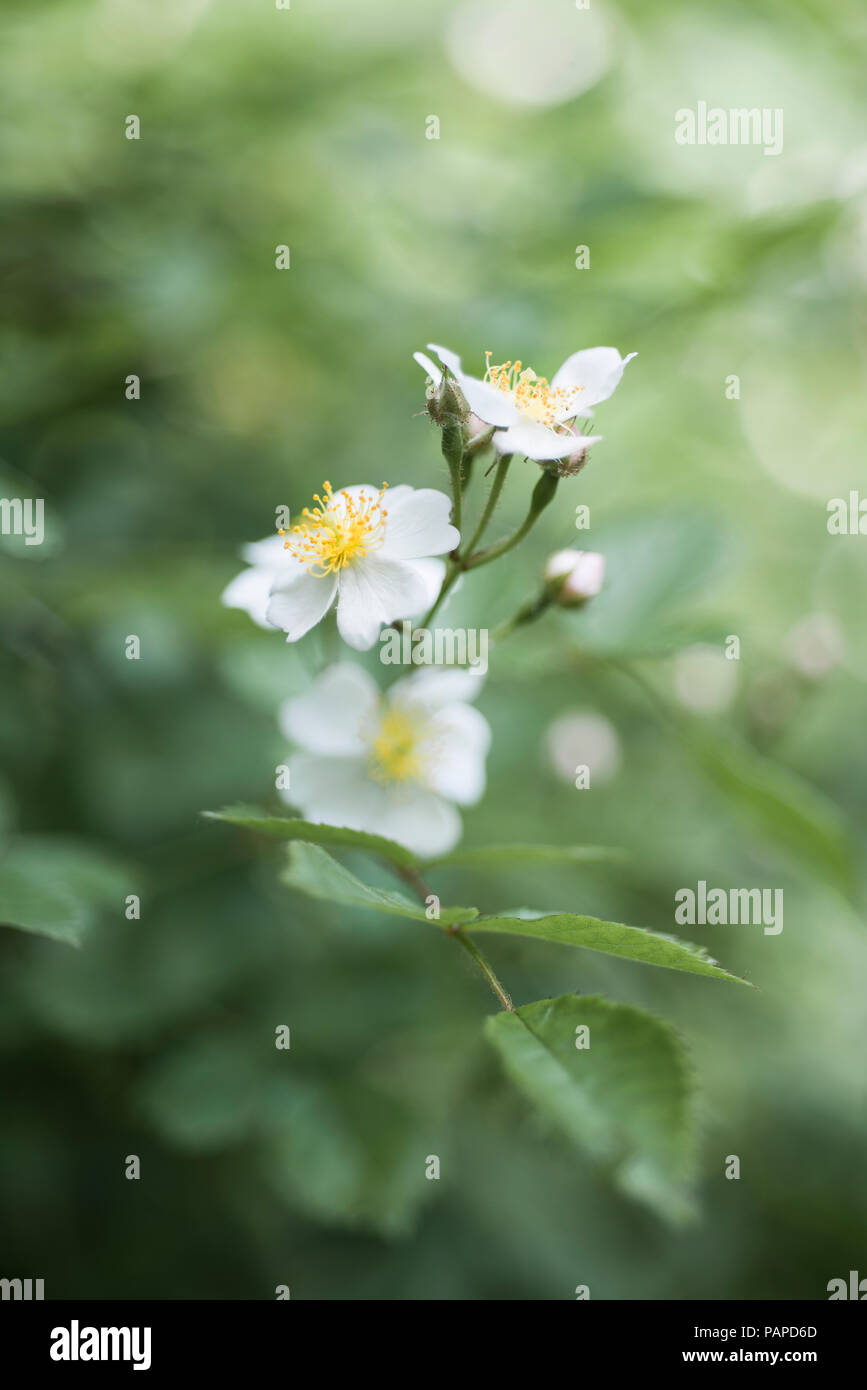 Weiß, Blassrosa Stockfoto