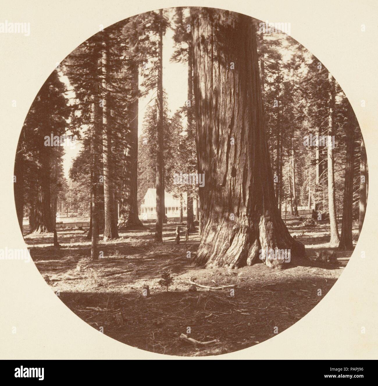 Die Mammoth Grove Hotel vom Grove - Calaveras. Artist: Carleton E. Watkins (American, 1829-1916). Abmessungen: Bild: 12,5 x 12,5 cm (4 15/16 x 4 15/16 in.), Circular Album Seite: 24 x 25,1 cm (9 5/6 x 9 7/8 in.). Datum: Ca. 1878. Dieses außergewöhnlich seltene untitled Album verfügt über 73 Runden - Format Ansichten 17 Jahre nach Watkins zuerst an Mariposa Grove und Yosemite fotografiert. Die Hälfte der Fotografien sind Studien der großen Sequoia Bäumen in der Calaveras Grove, die andere Hälfte sind Landschaften von Yosemite. Watkins verwendet eine Stereokamera mit überdimensionalen Platten dann maskiert den ne Stockfoto