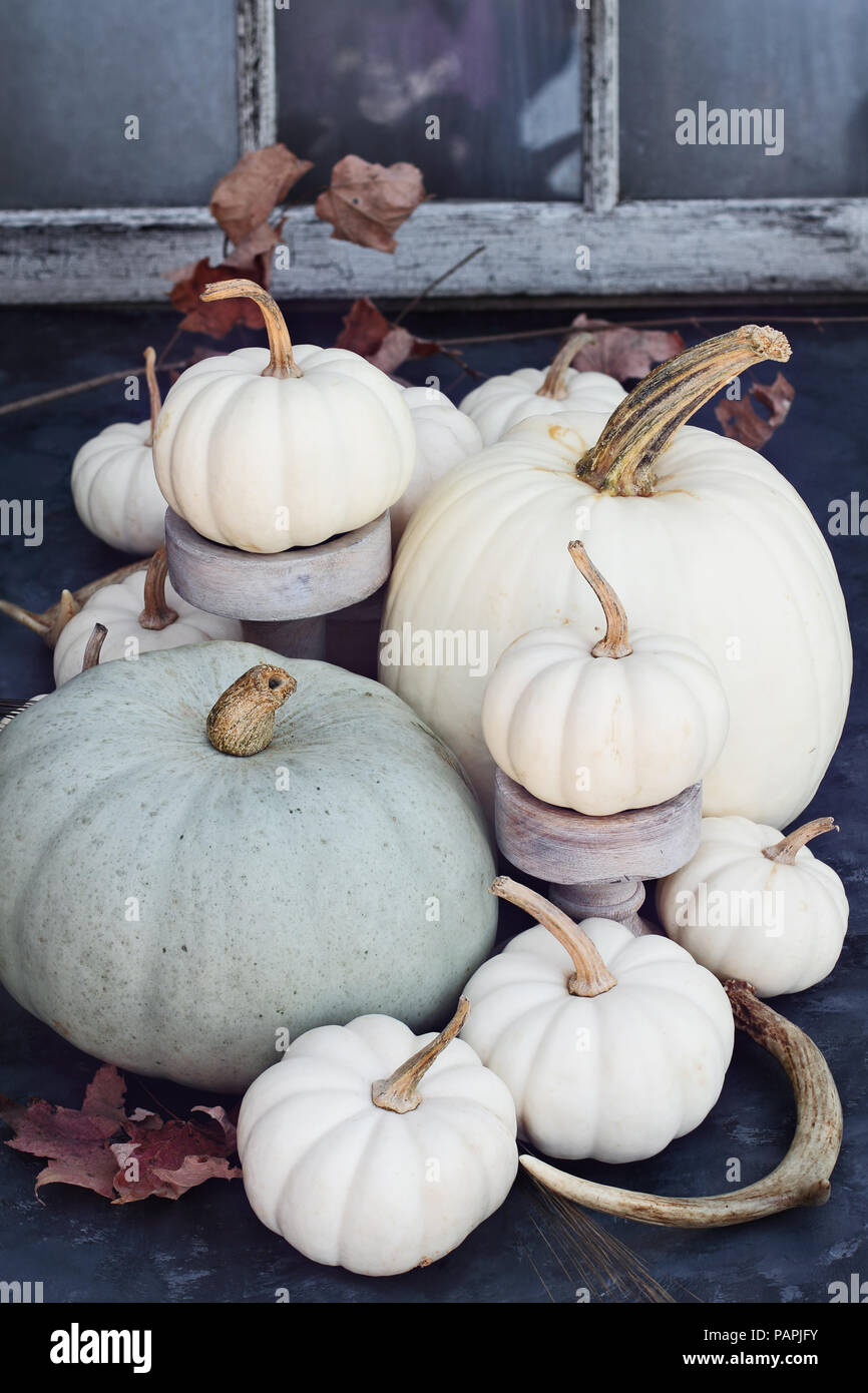 Thanksgiving oder Halloween Herbst Dekorationen mit Erbstück mini Weiß und Grau Kürbisse und Hirschgeweihe gegen eine rustikale Herbst Hintergrund. Stockfoto