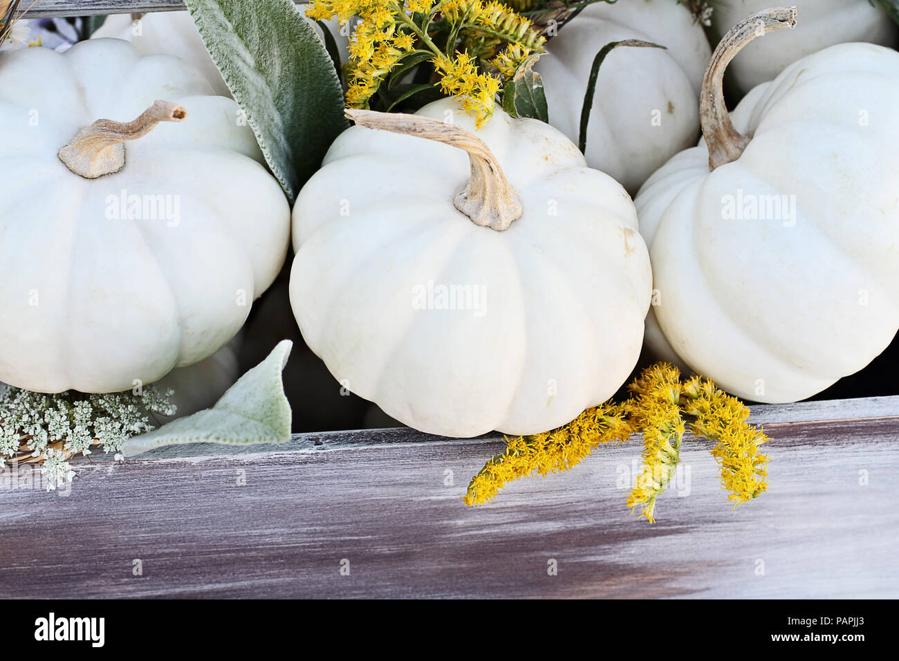 Alte hölzerne Toolbox mit mini white Pumpkins gefüllt, Lambs Ohren verlässt, goldene Stange, und Queen Anne's Lace Blumen ein Thanksgiving Tabelle zu verzieren Stockfoto