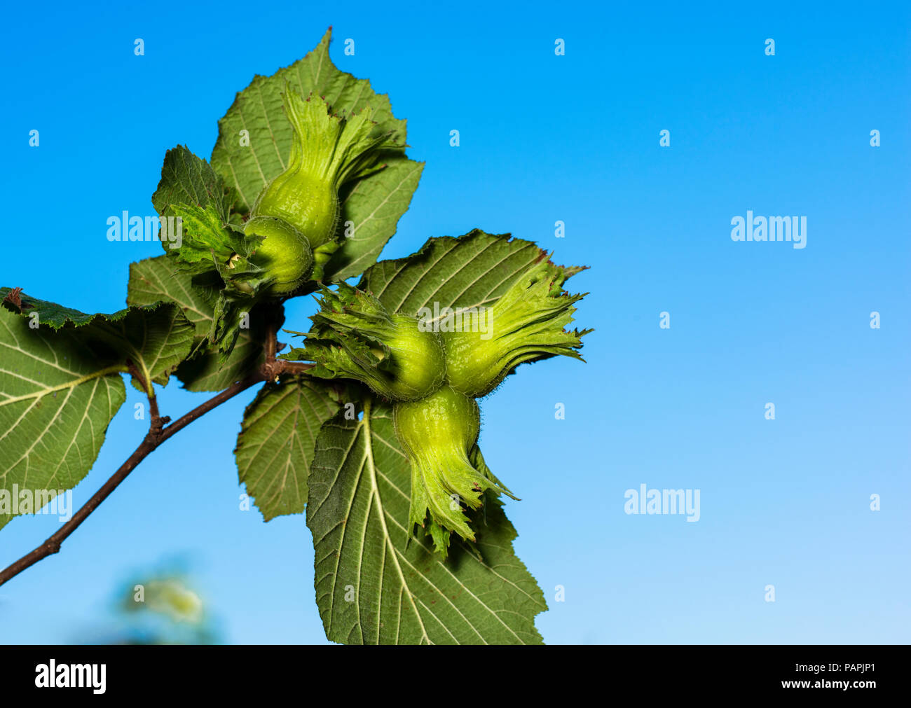 Haselnuss Baum, in der Nähe des frischen Nüssen Stockfoto