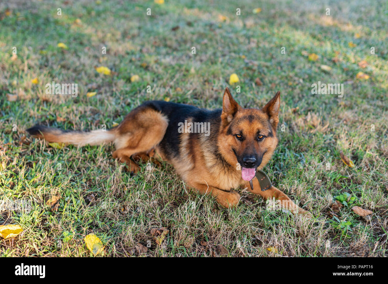 Portrait von schönen jungen Braunen Deutscher Schäferhund Stockfoto