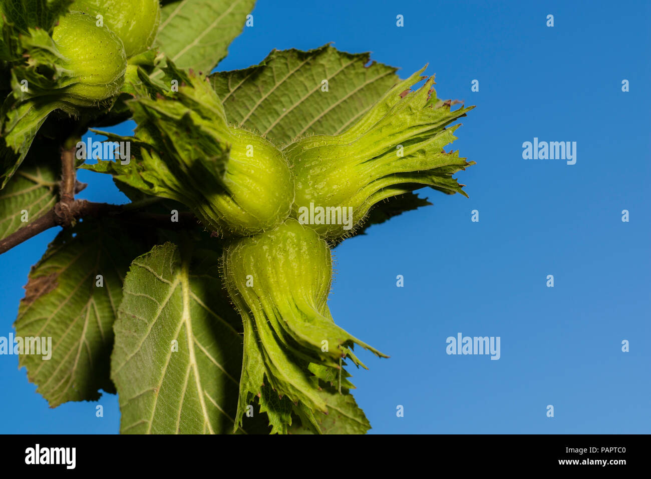 Haselnuss Baum, in der Nähe des frischen Nüssen Stockfoto