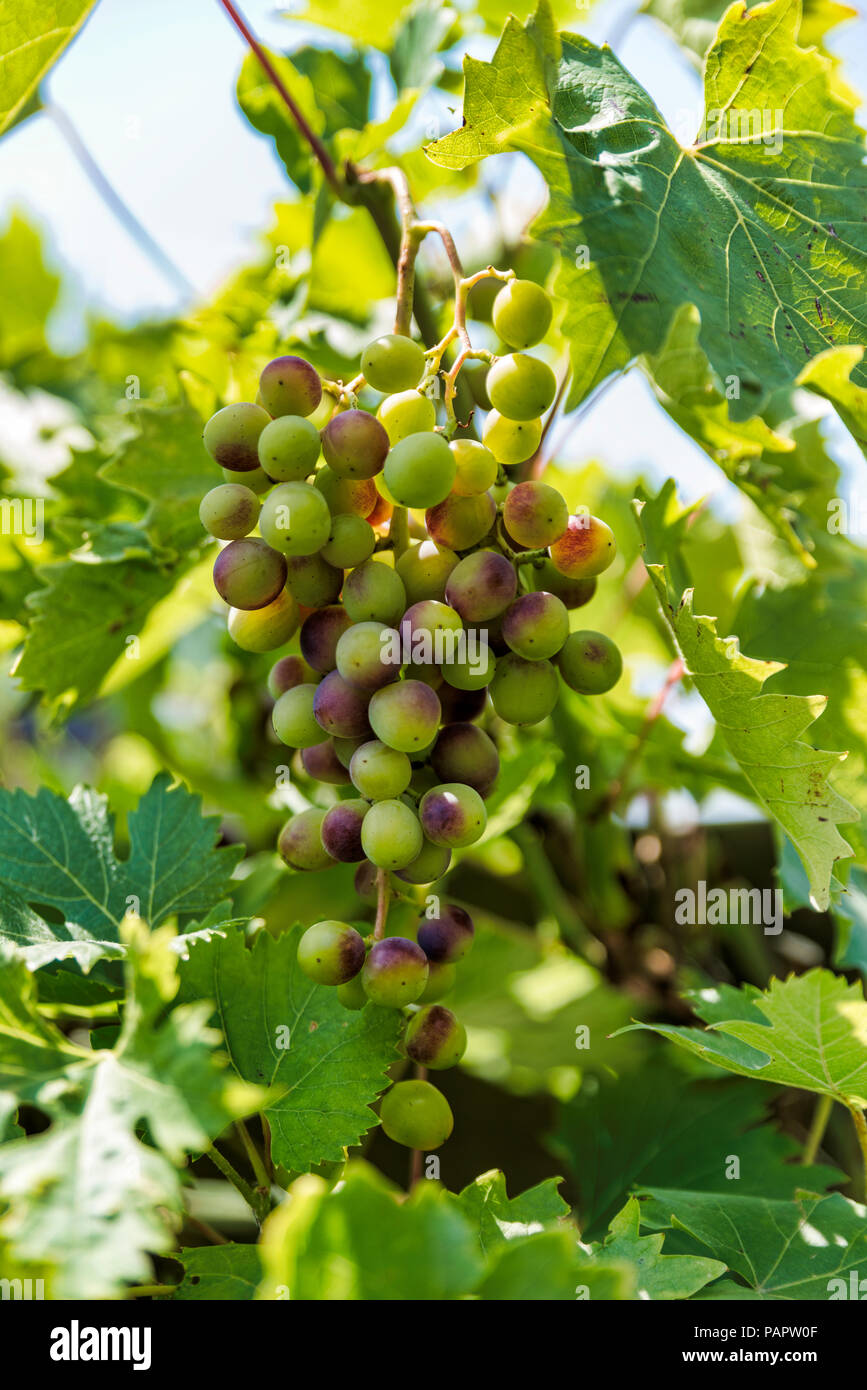 Bündel rote und grüne Trauben im Weinberg im Juli Stockfoto