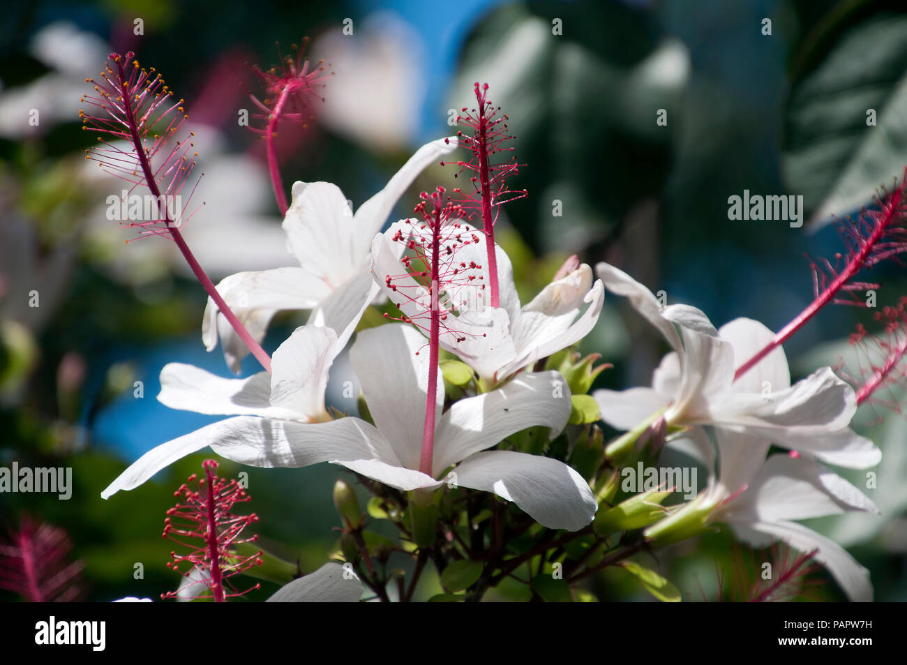 Sydney Australien, weißen Hibiskus Blüten mit langen ref Staubblatt in Garten Stockfoto