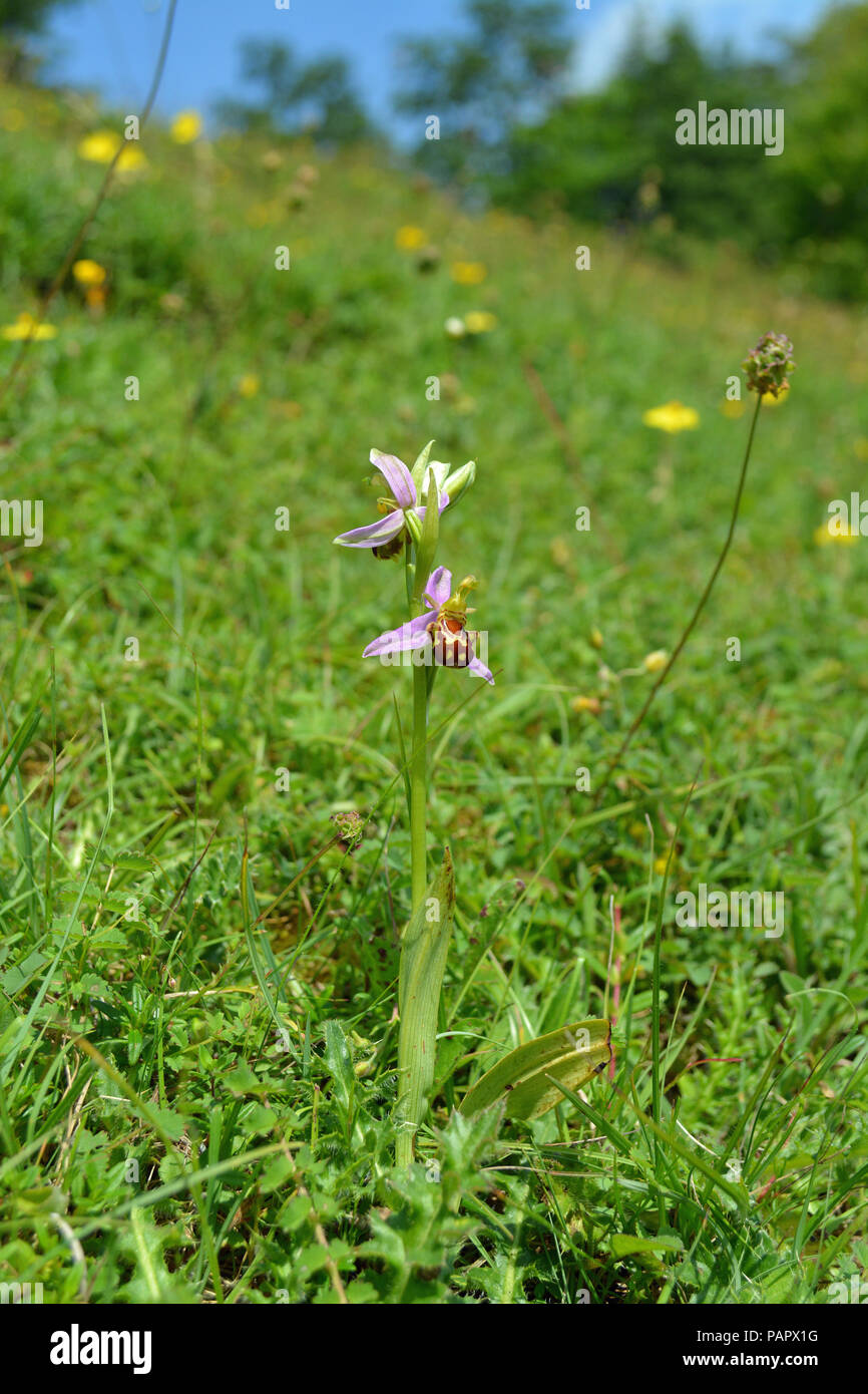 Biene-Orchidee Stockfoto