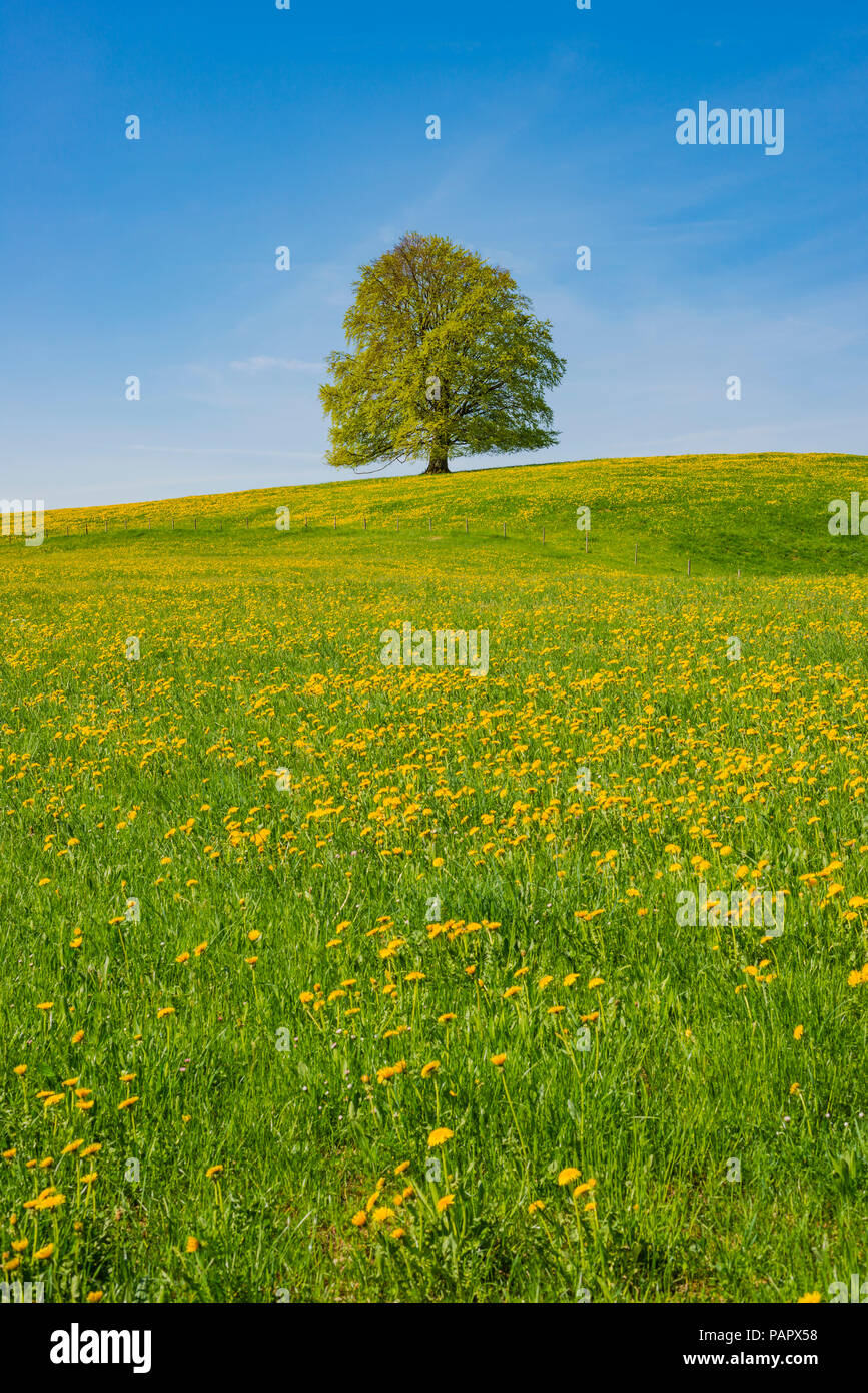 Deutschland, Bayern, Ostallgäu, Hopferau, Blick auf die blühenden Löwenzahn und single Copper Beech im Hintergrund Stockfoto