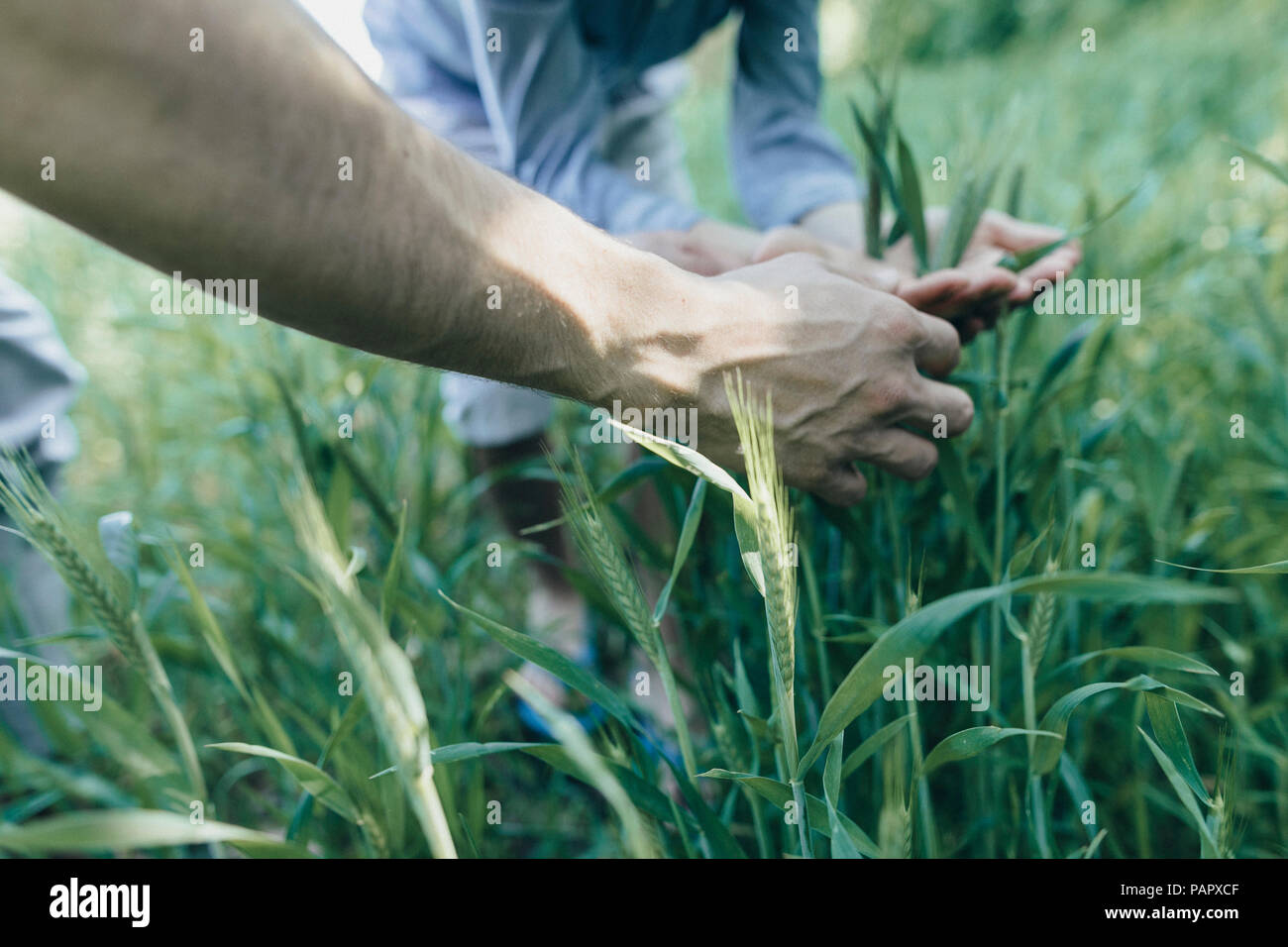 Hände von Mann und der Junge im Feld Stockfoto