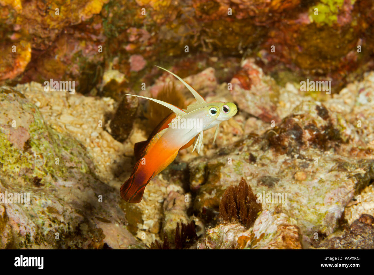 Fire Dartfish, Nemateleotris magnifica, eine gemeinsame Sicht auf die freiliegenden harter Boden des äußeren Riff Zone. Yap in Mikronesien. Stockfoto