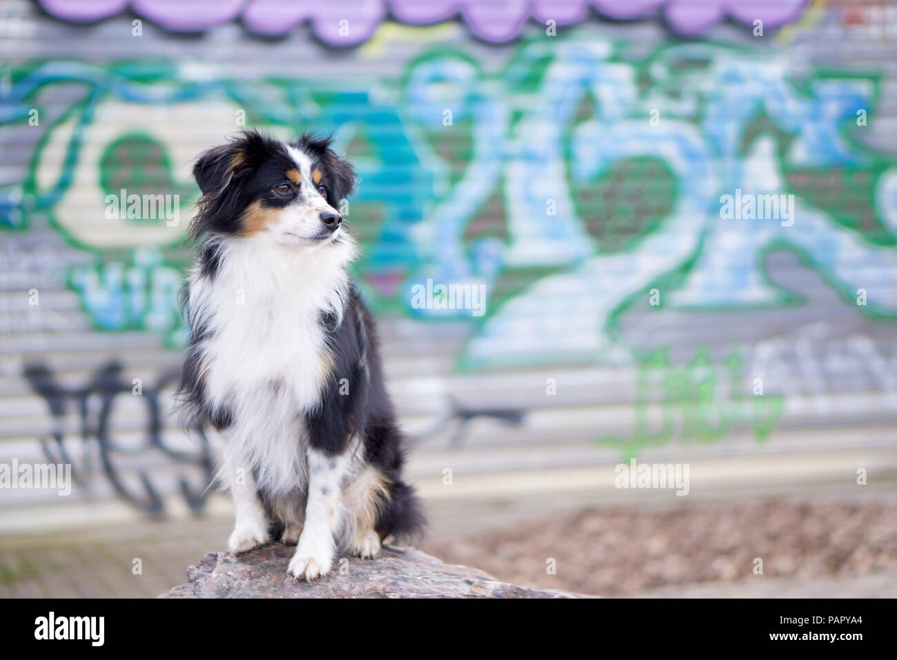 Nala die Miniatur Australian Shepherd, städtische Hund, Graffiti  Stockfotografie - Alamy