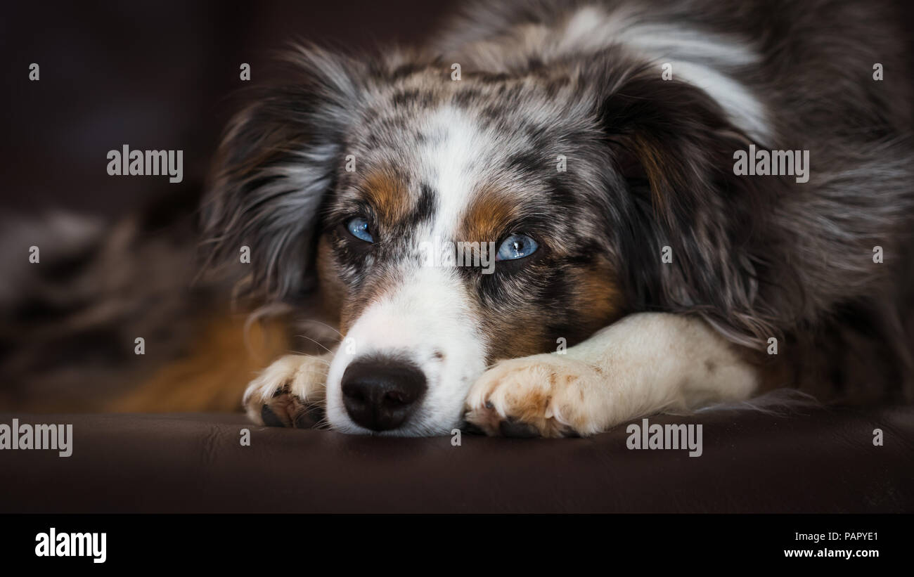 Australian shepherd Fotos und Bildmaterial in hoher Auflösung Alamy