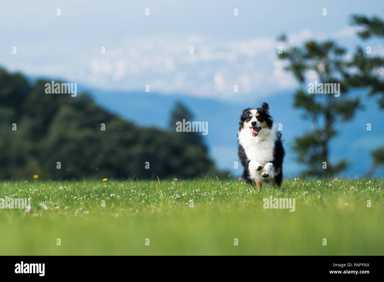 Nala die Miniatur Australian Shepherd, bester Freund, Hund, Berg Stockfoto