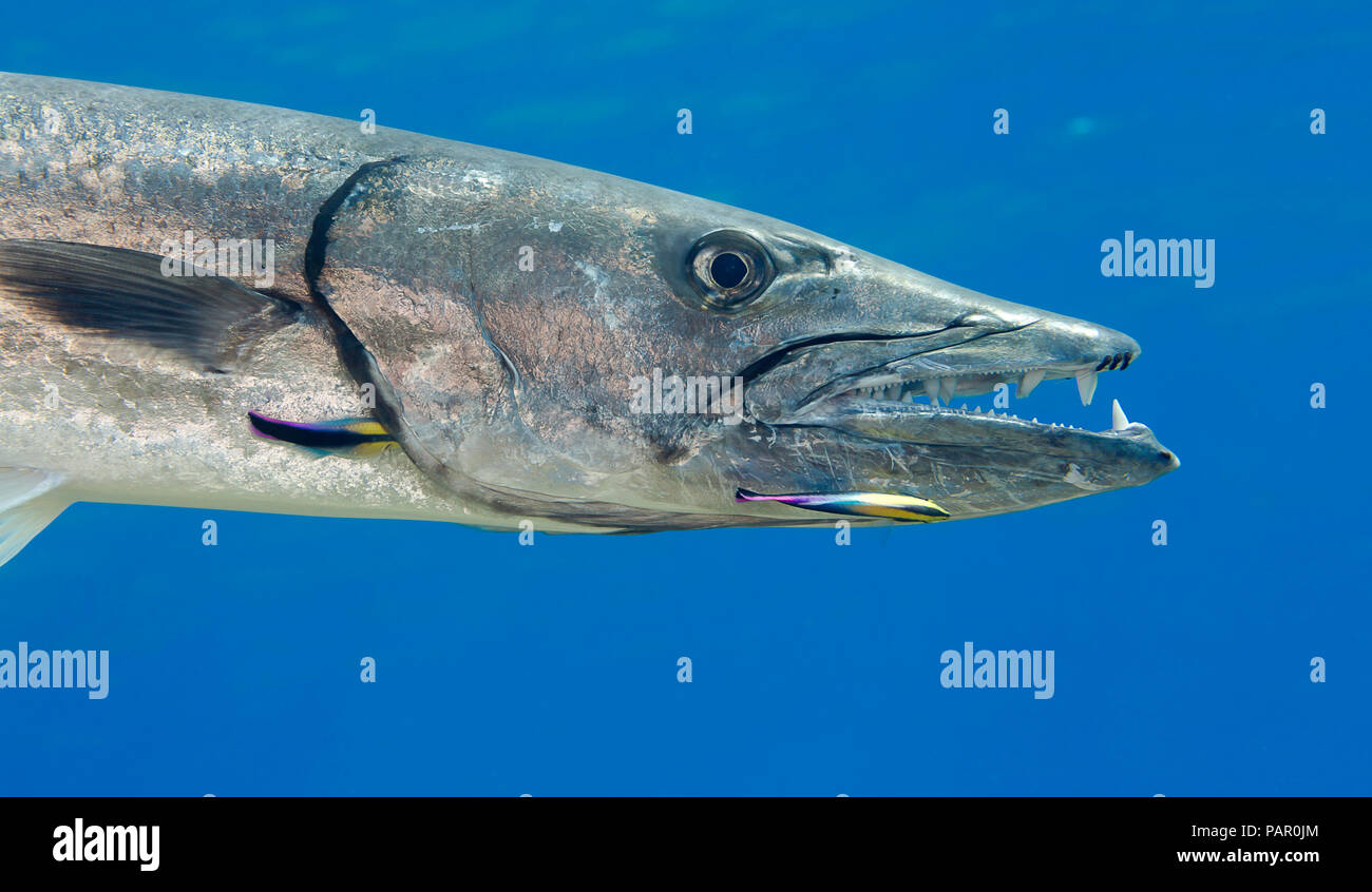 Große Barracuda, sphyraena Barracuda, erreichen so viel wie sechs Fuß in der Länge. Diese Person wird von endemischen Hawaiian cleaner Wrasse gereinigt, La Stockfoto