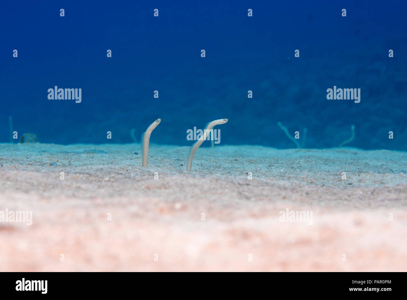 Endemische Hawaiian Röhrenaale, Gorgasia hawaiiensis, ziehen Sie sie nach unten in den Sand, wenn angefahren. Maui. Hawaii. Stockfoto