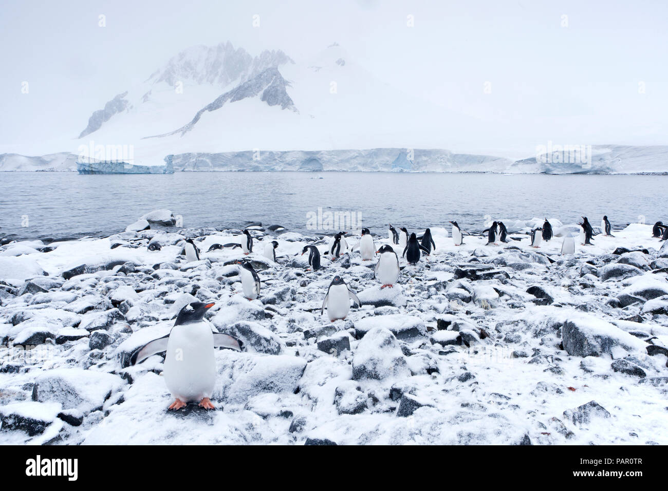 Antarktis, Antarktische Halbinsel, Eselspinguine, Pygoscelis papua Stockfoto