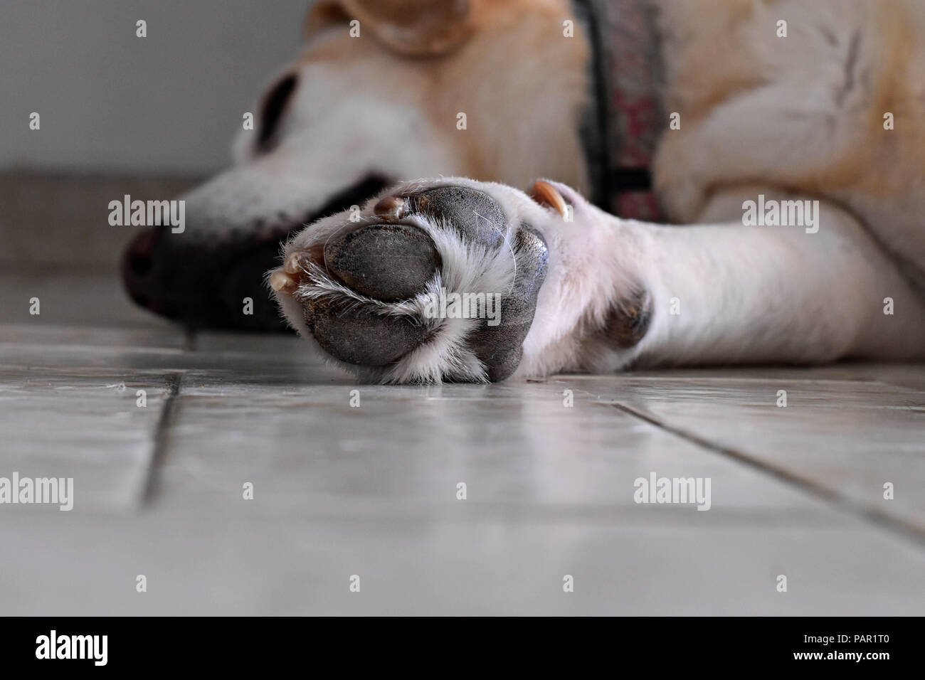 Closeup dog Paw/Labrador Retriever schlafen im Haus Erdgeschoss Stockfoto
