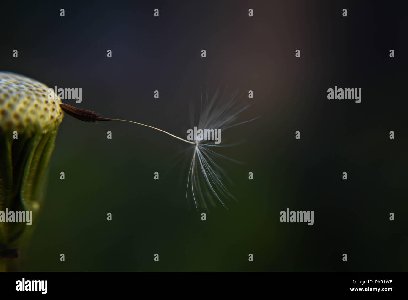 Makro- und Nahaufnahme von Löwenzahn whit ein Löwenzahn Samen hängen/konzeptionellen Bild der letzten Wunsch Stockfoto