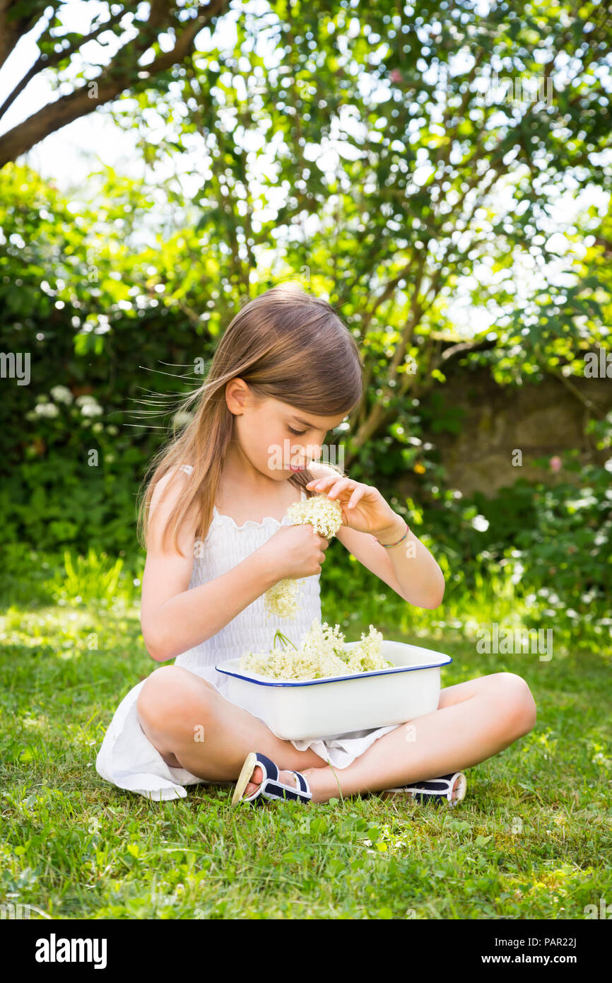 Kleines Mädchen sitzen auf der Wiese im Garten mit Schüssel von Ausgewählt elderflowers Stockfoto