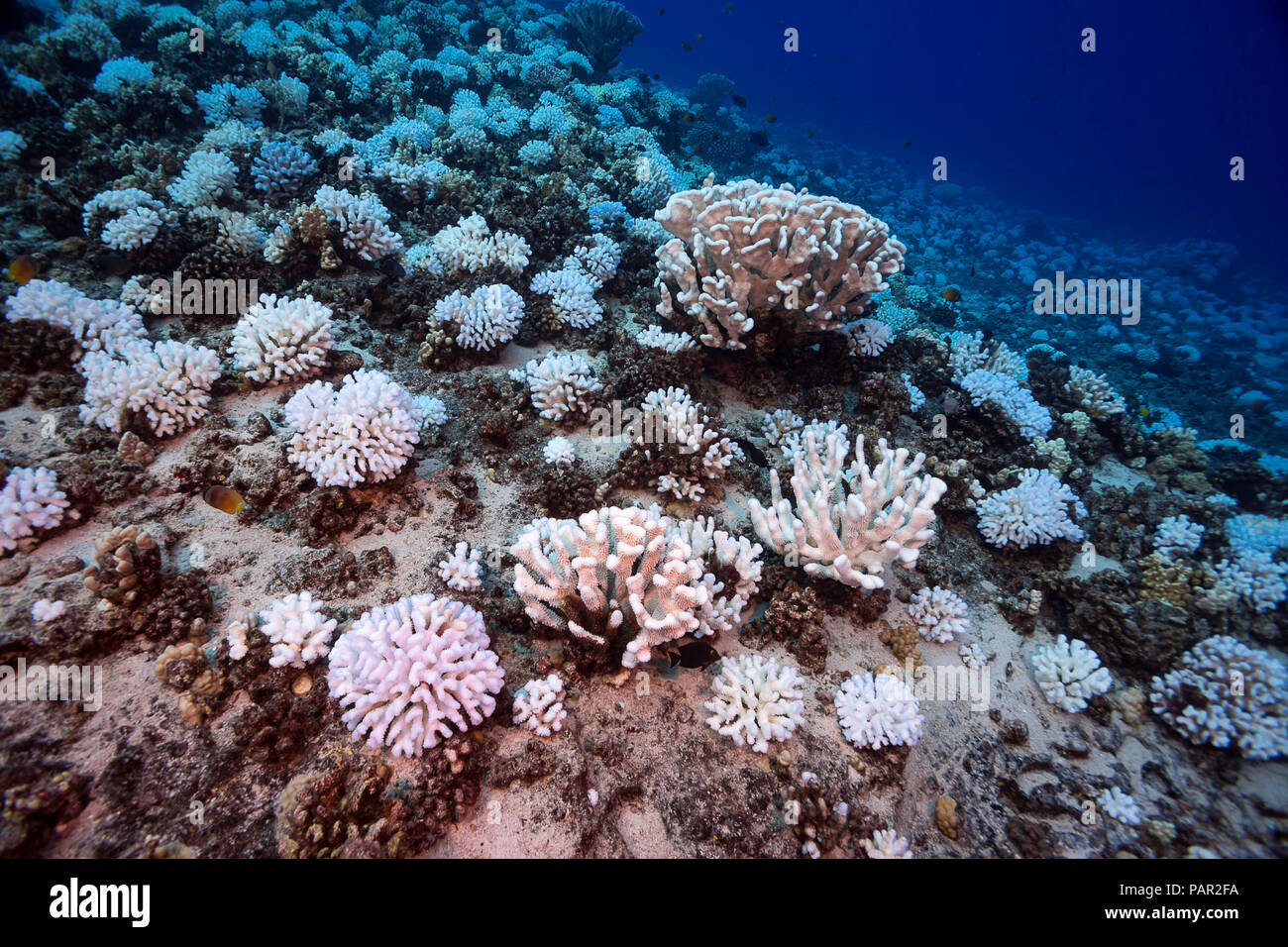 Dieses Bild, das im Oktober 2015 gedreht, zeigt die Korallenbleiche auf einem Hawaiianischen Reef. Die Kolonien von Blumenkohl Coral, Pocillopora meandrina, erscheint. Stockfoto