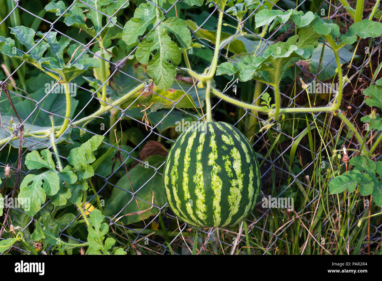 Wassermelone über die gartenzäune Stockfoto