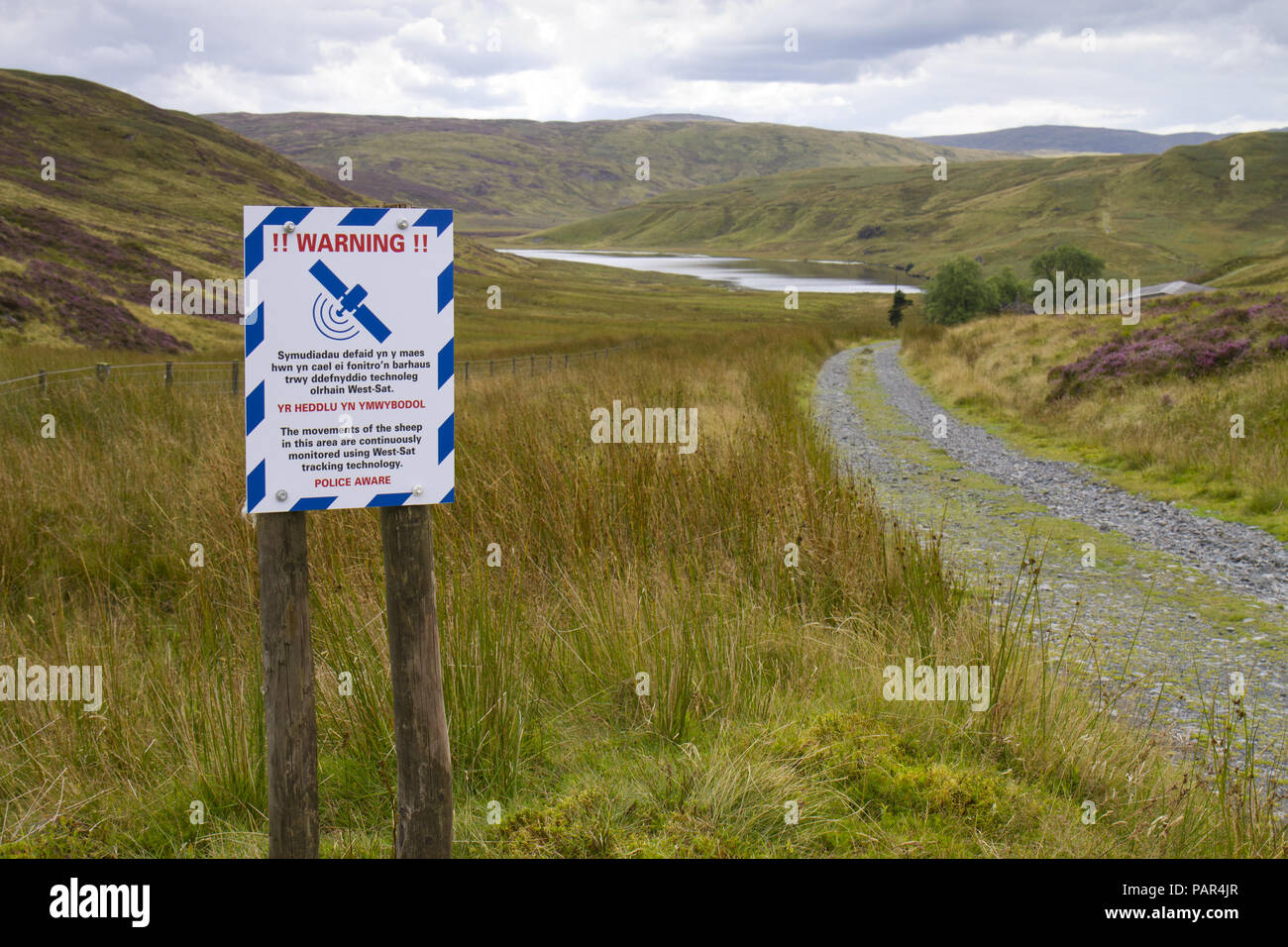 In Englisch und Walisisch Zeichen erscheinen, dass Schafe zu warnen sind satillite verfolgt. In einem abgelegenen Berggebieten Lage. Powys, Wales. Stockfoto