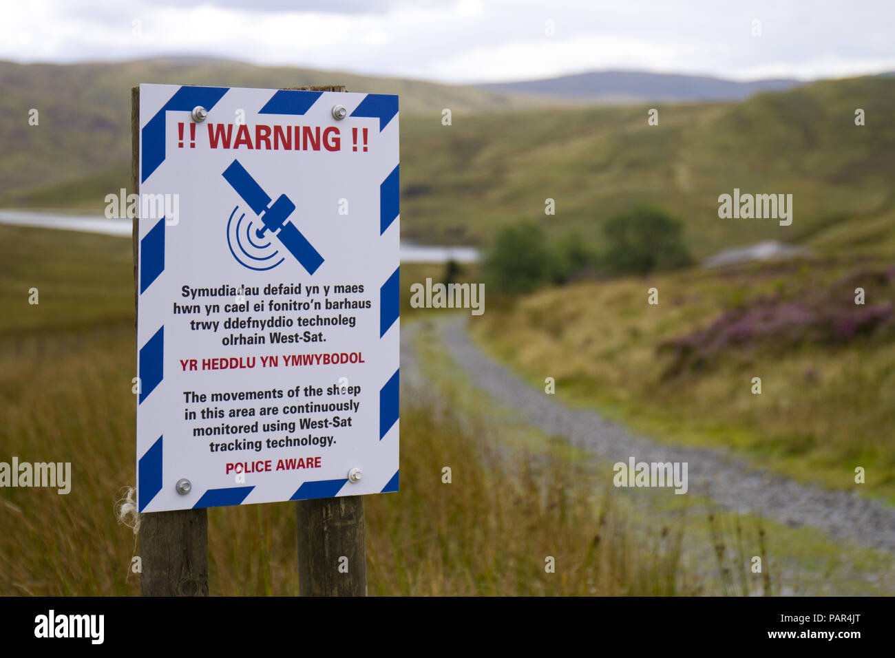 In Englisch und Walisisch Zeichen erscheinen, dass Schafe zu warnen sind satillite verfolgt. In einem abgelegenen Berggebieten Lage. Powys, Wales. Stockfoto