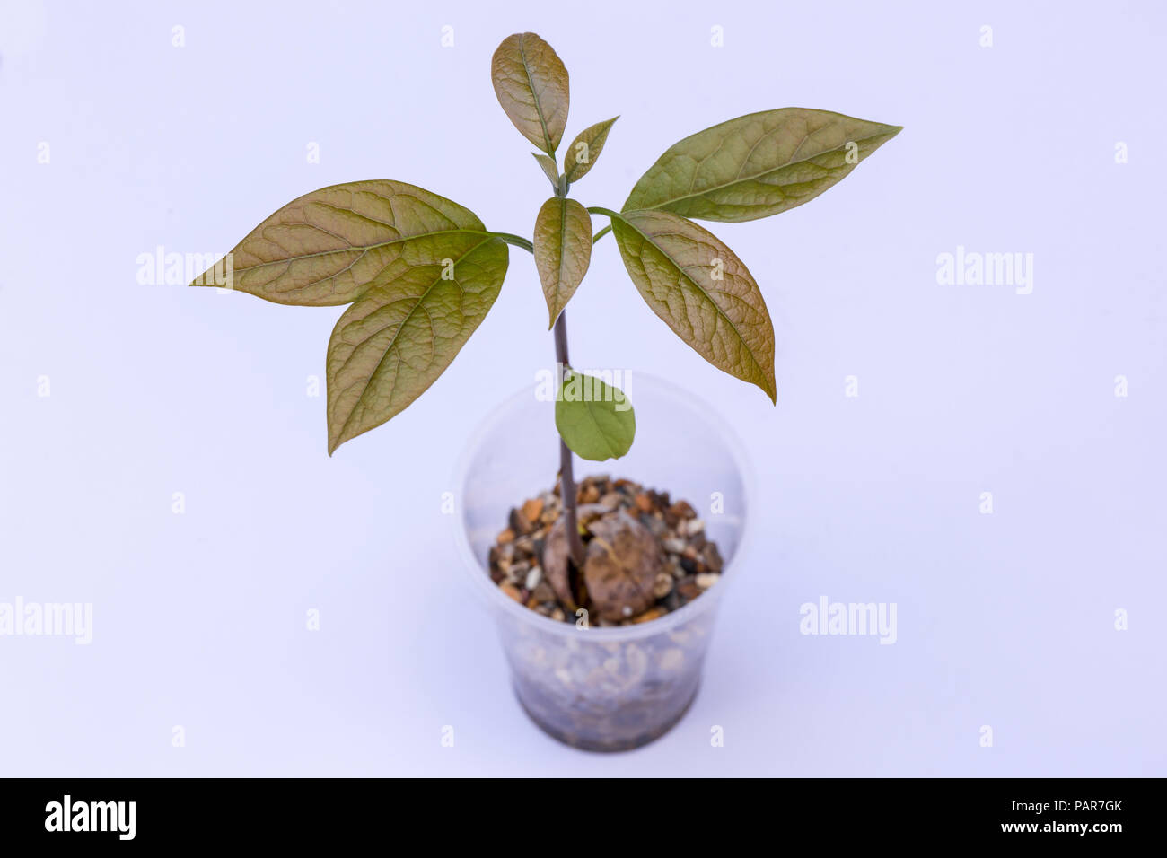 Avocado aus dem Pip als Zimmerpflanze in einem Glas gewachsen. Stockfoto