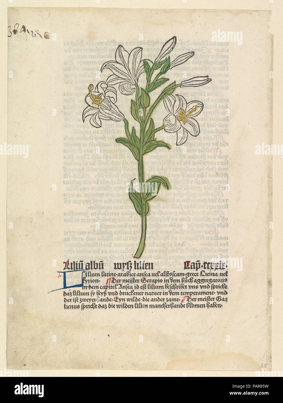 Weiße Lilie, Illustration von Gart der Gesundheit (S. 4332). Artist: Anonyme, Deutsch, aus dem 15. Jahrhundert. Drucker: Gedruckt von Peter Schöffer der Ältere (Deutsch, Gernsheim 1425-1503 Mainz), Mainz. Datum: März 28, 1485. Museum: Metropolitan Museum of Art, New York, USA. Stockfoto