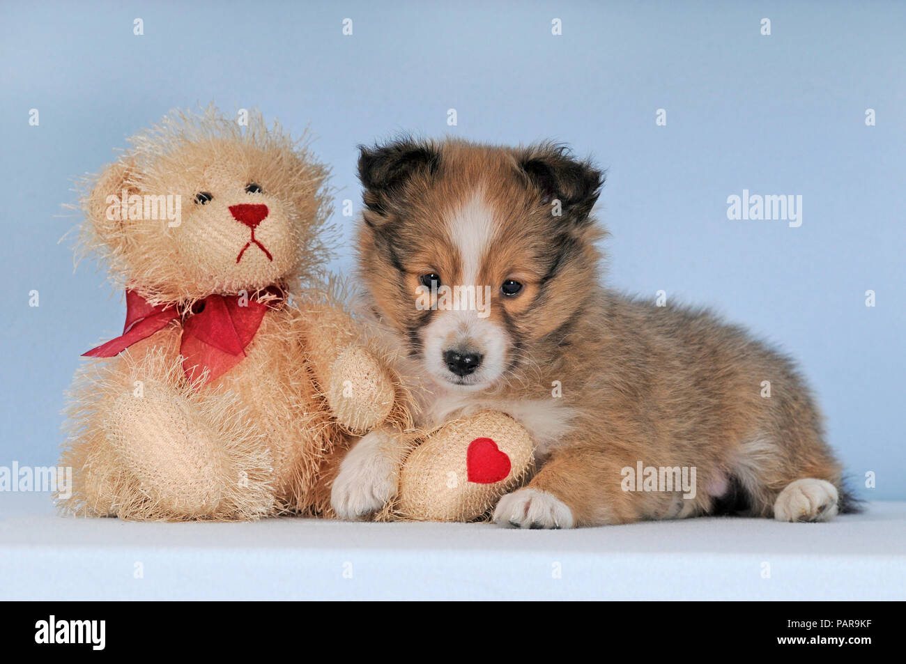 Sheltie Welpe, Zobel, Shetland Sheepdog, 7 Wochen, mit Teddy, Studio shot Stockfoto