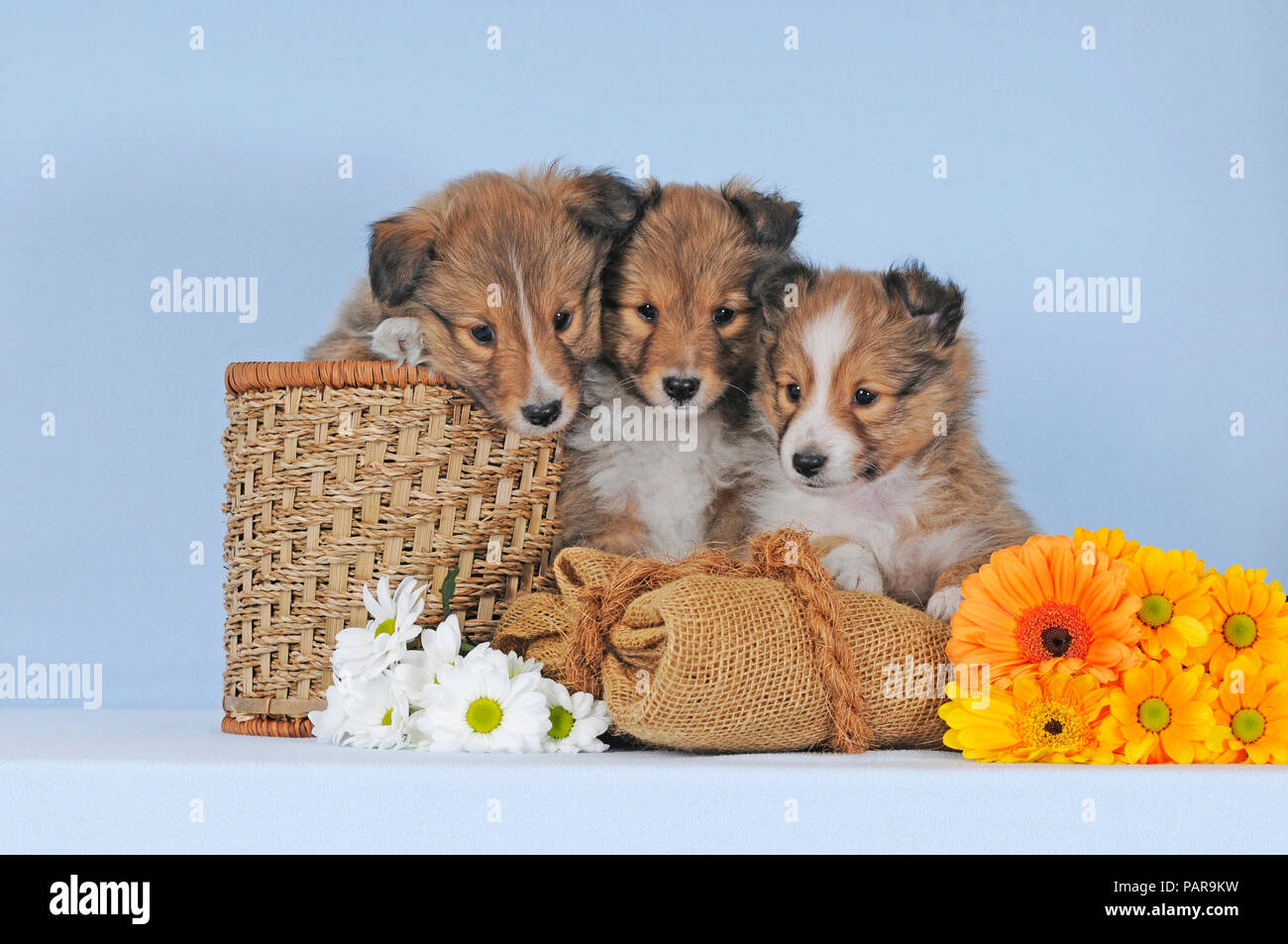 Drei Sheltie Welpen, Zobel, Shetland Sheepdog, 7 Wochen, Seite an Seite mit Blumen, Studio shot Stockfoto