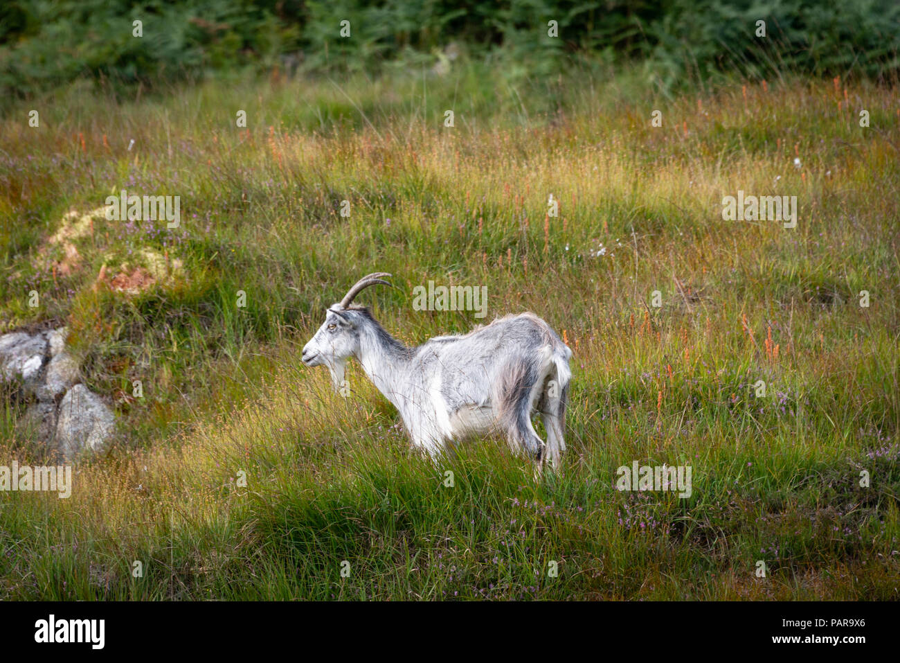 Wilde Ziegen bei Galloway Forest Park, Dumfries und Galloway, Schottland Stockfoto