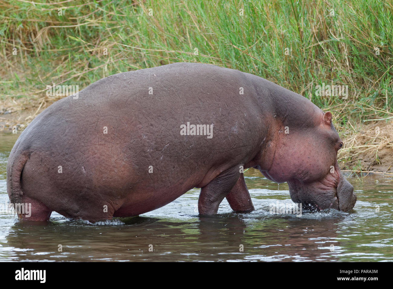 Flusspferd (Hippopotamus amphibius) aus dem Wasser des Olifants River, Krüger Nationalpark, Südafrika Stockfoto