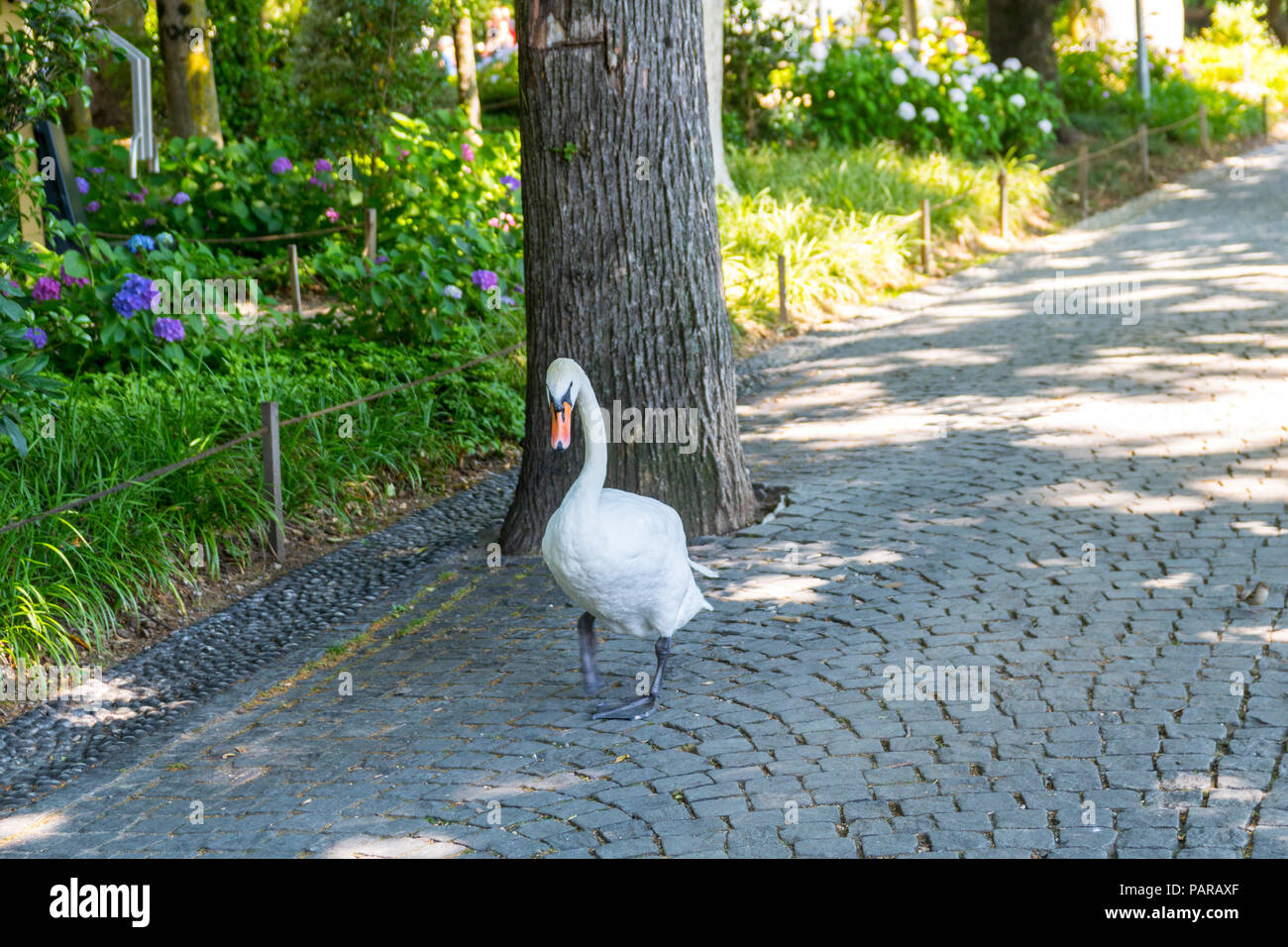 Zuversichtlich nach Swan cygnus für Spaziergang, Park der Schweiz gehen, wandern Swan Stockfoto