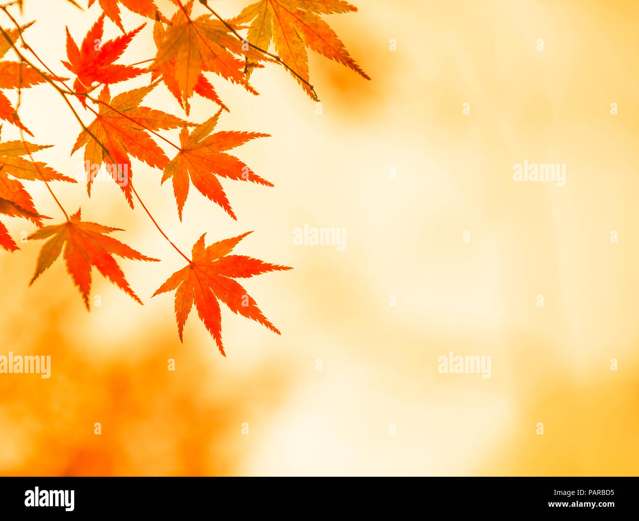 Herbstliche Hintergrund, leicht defokussiert rote Ahornblätter Stockfoto