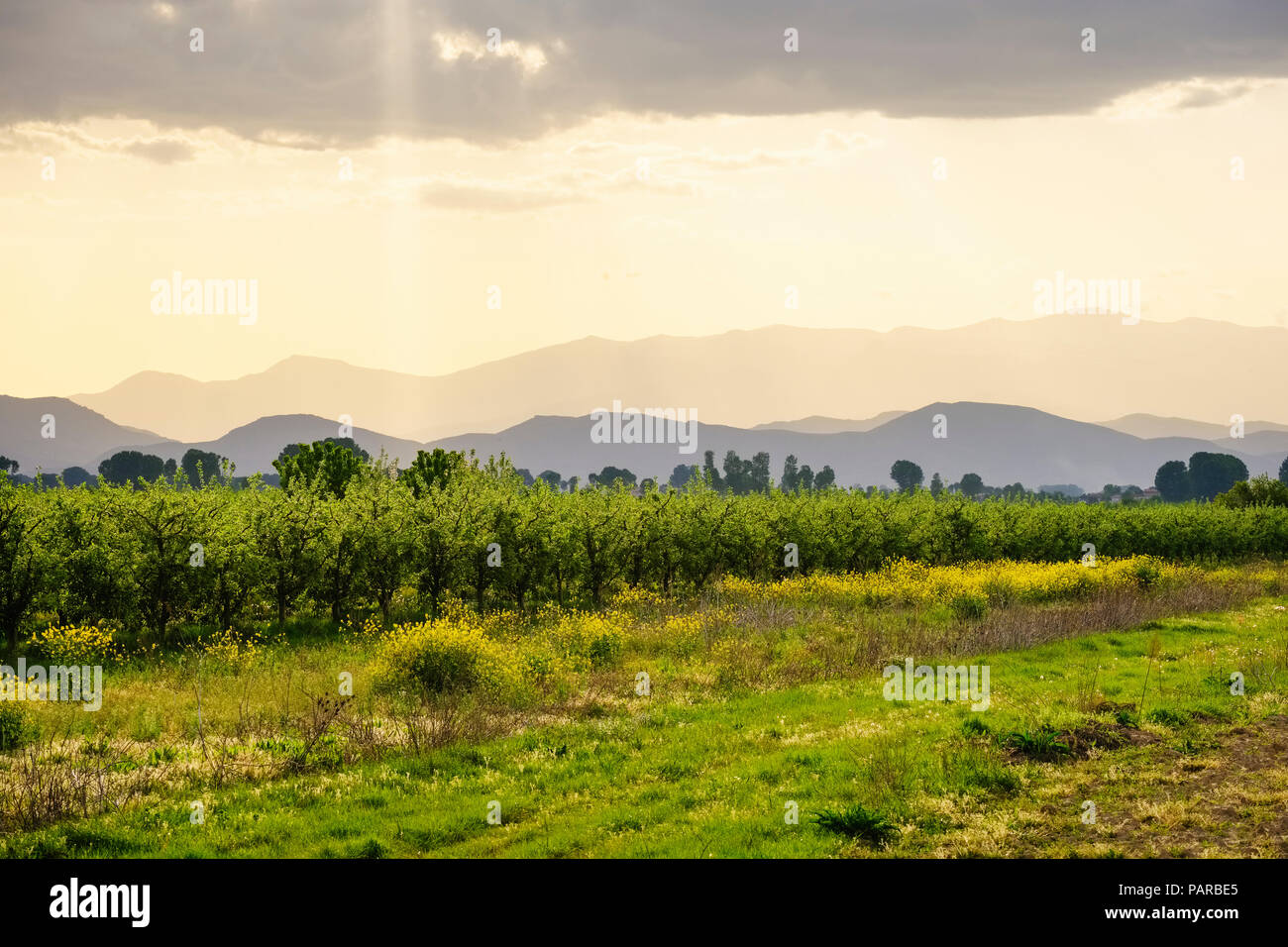 Albanien, in der Nähe von Korca, Obstplantage, Moody sky Stockfoto